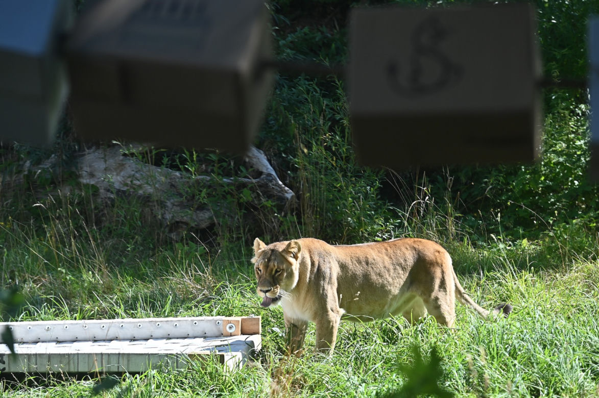 Dzień lwa w zoo