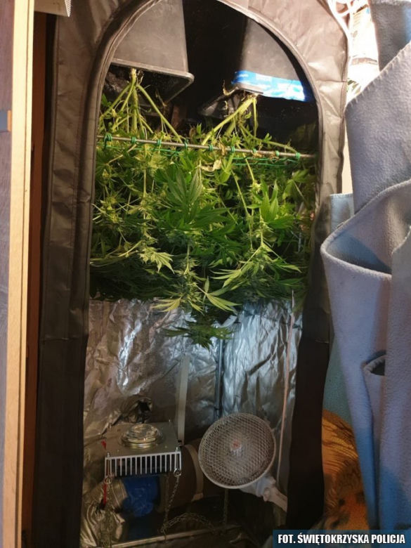 Plantator z Kielc ma problemy. Pójdzie za kraty przez ZIOŁOWE przetwory?