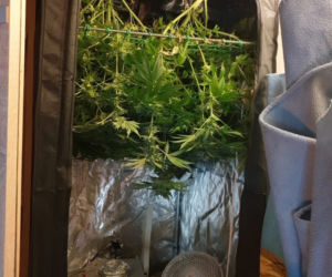 Plantator z Kielc ma problemy. Pójdzie za kraty przez ZIOŁOWE przetwory?