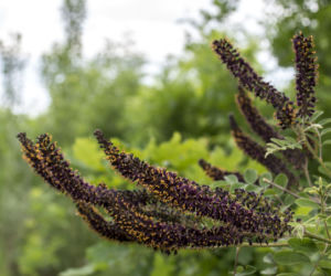 Amorfa krzewiasta (Amorpha fruticosa)