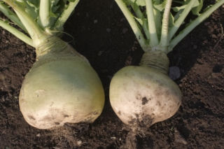 Rzepa - Brassica rapa subsp. rapa