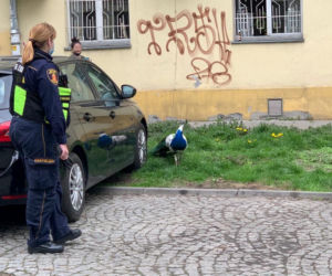 Paw ruszył do premiera. Straż miejska interweniuje.