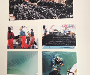 Turystyka rybacka w Cesenatico. Włoskie wybrzeże kusi polskich turystów