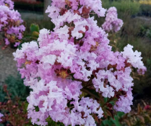 Zapomnij o hortensji. Ten krzew kwitnie nieprzerwanie przez długie miesiące i jest znacznie bardziej odporny na upały