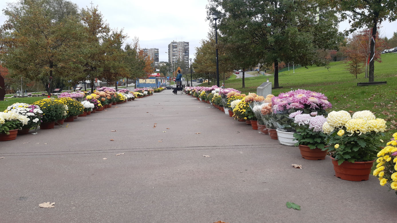 Dwa tysiące chryzantem ozdobiło park w Tarnowie