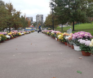 Dwa tysiące chryzantem ozdobiło park w Tarnowie