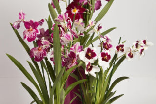Miltonia