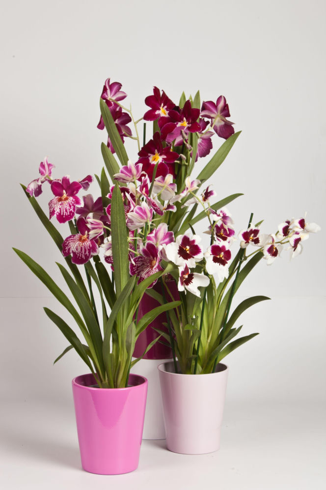 Miltonia