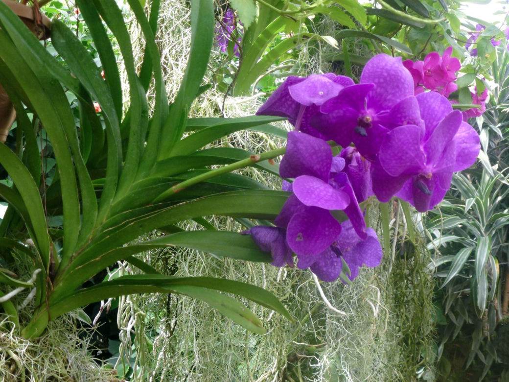 Storczyk Vanda