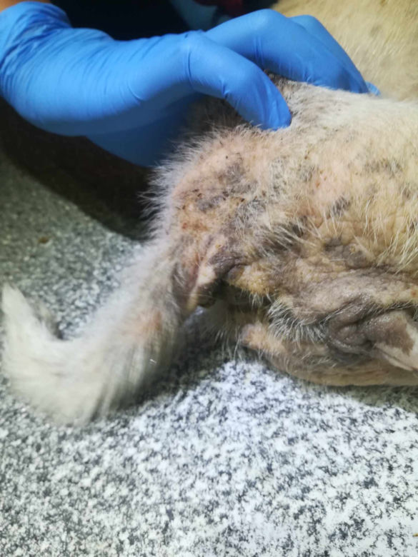 Inspektorzy OTOZ Animals w Bielsku-Białej odebrali osiem skrajnie zaniedbanych psów