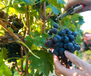 Winogrona w ogrodzie: pielegnacja winorosli