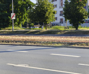 Wrocław jak pustynia! Przerażające widoki w parkach i na osiedlach