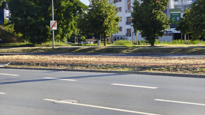 Wrocław jak pustynia! Przerażające widoki w parkach i na osiedlach