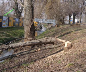 Bobry grasują na mieście [GALERIA]