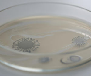 Ptasiej grypie grozi mutacja. Czy czeka nas kolejna globalna plaga?