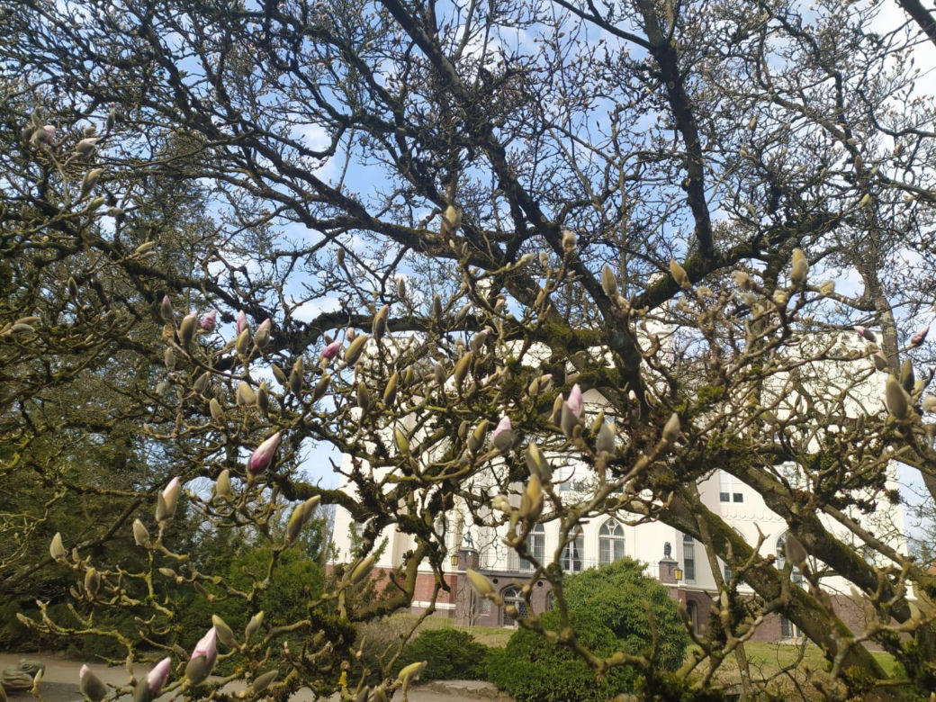 Wiosna w Arboretum Kórnickim