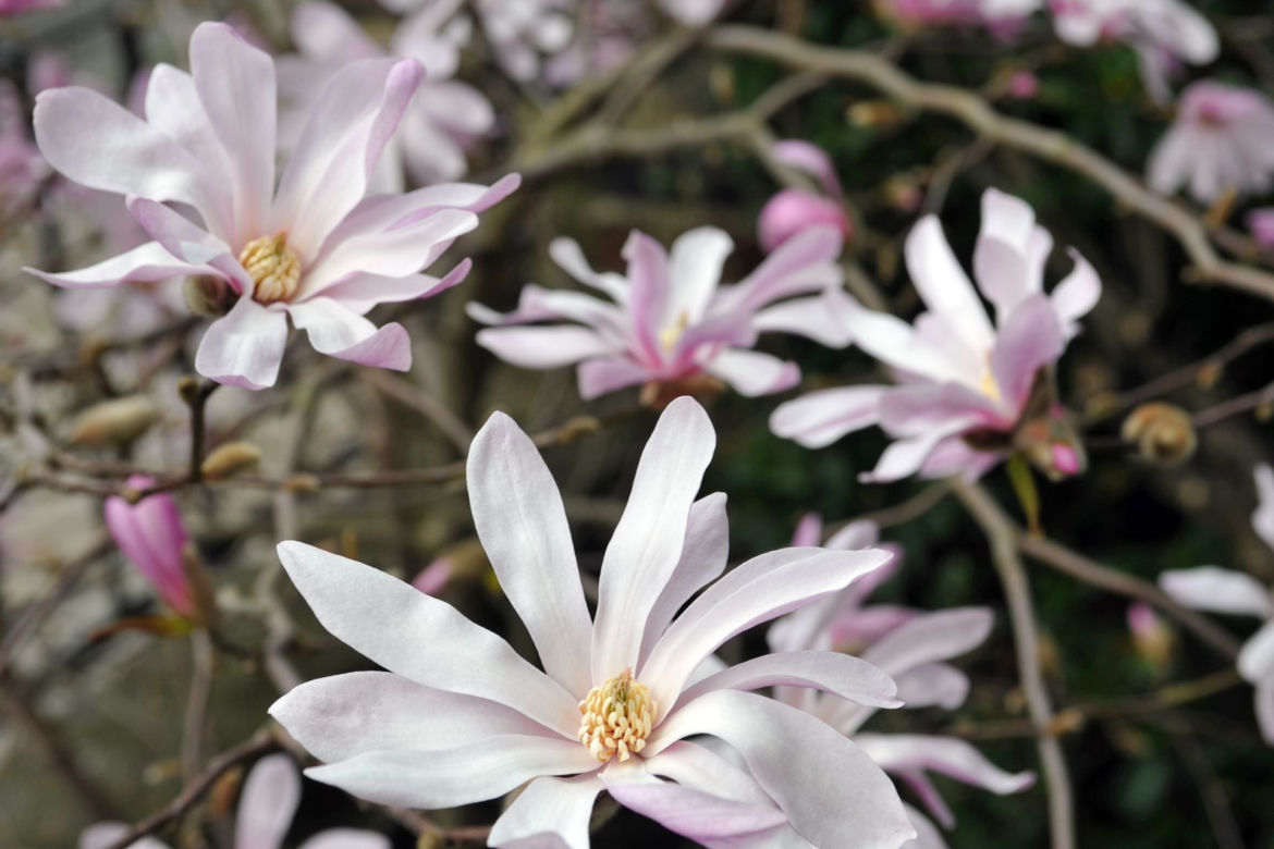 Magnolia gwiaździsta ‘Rosea’ 