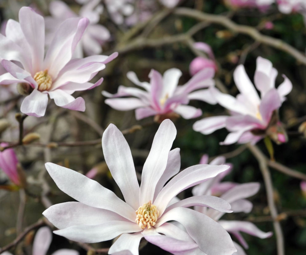 Magnolia gwiaździsta ‘Rosea’ 