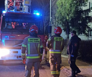 Kot utknął wysoko na drzewie. Spektakularna akcja służb w Ostrowie!