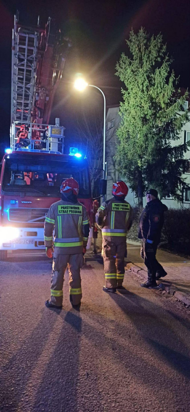 Kot utknął wysoko na drzewie. Spektakularna akcja służb w Ostrowie!