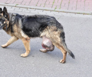 Nie poszła z psem do weterynarza z miłości. Sunia miała 4 kilogramowy, rozerwany guz z larwami much w środku [DRASTYCZNE]