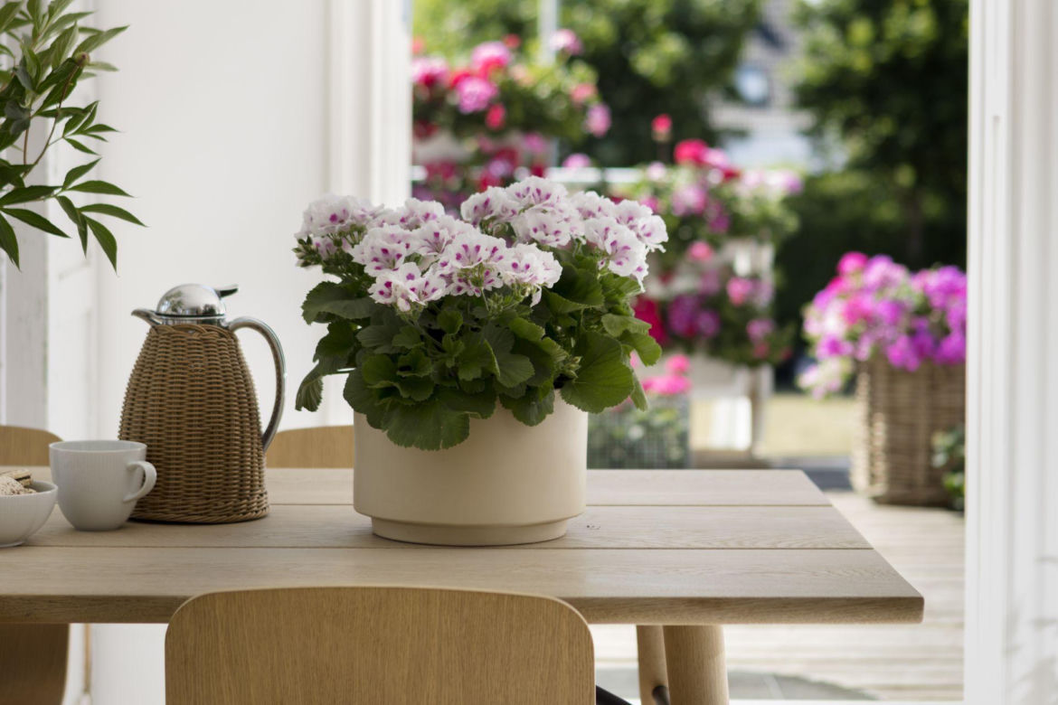 Pelargonie angielskie