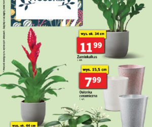 Dzień Babci i Dziadka w Lidlu