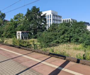 Wrocław jak pustynia! Przerażające widoki w parkach i na osiedlach