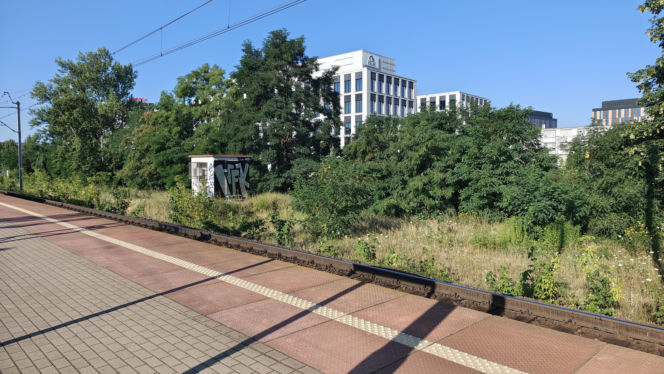 Wrocław jak pustynia! Przerażające widoki w parkach i na osiedlach