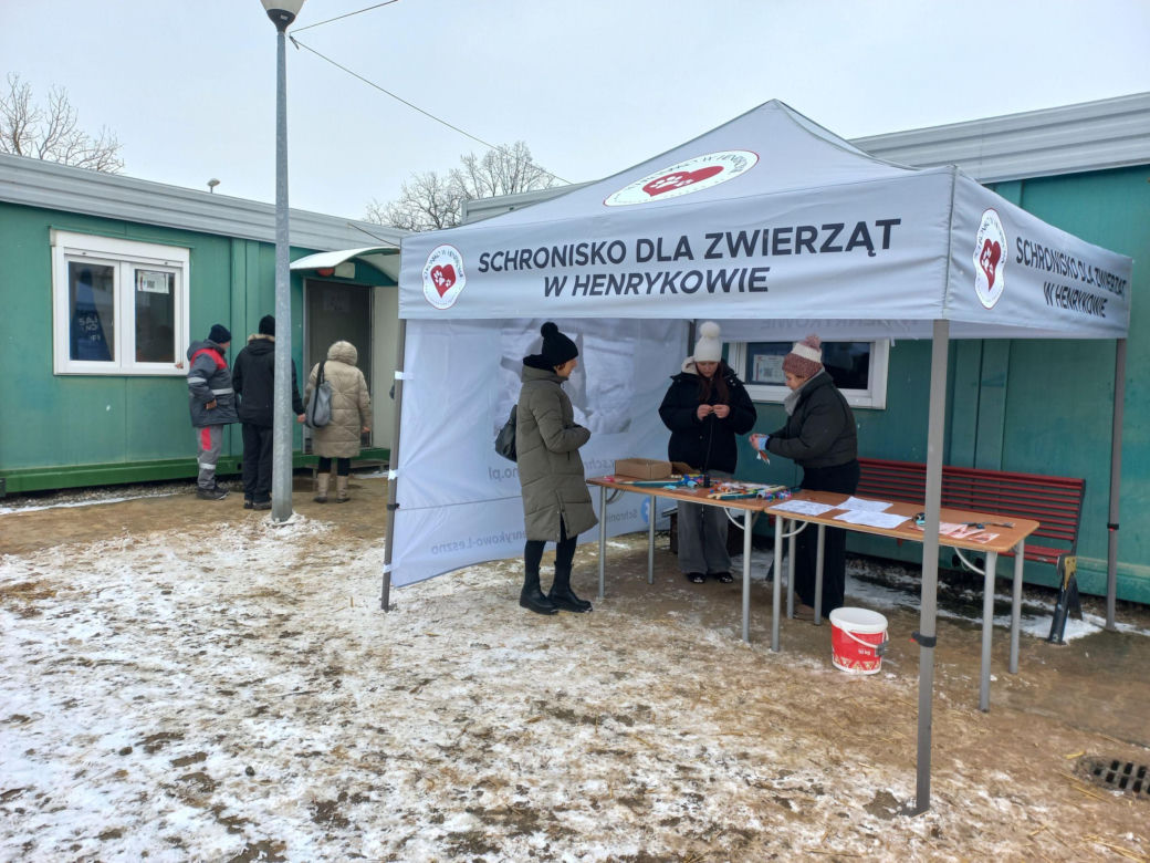 Mruczki w roli głównej. Dzień Kota w schronisku dla bezdomnych zwierząt w Henrykowie