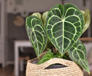 Anthurium clarinervium: egzotyczna roślina, która odmieni twój dom!