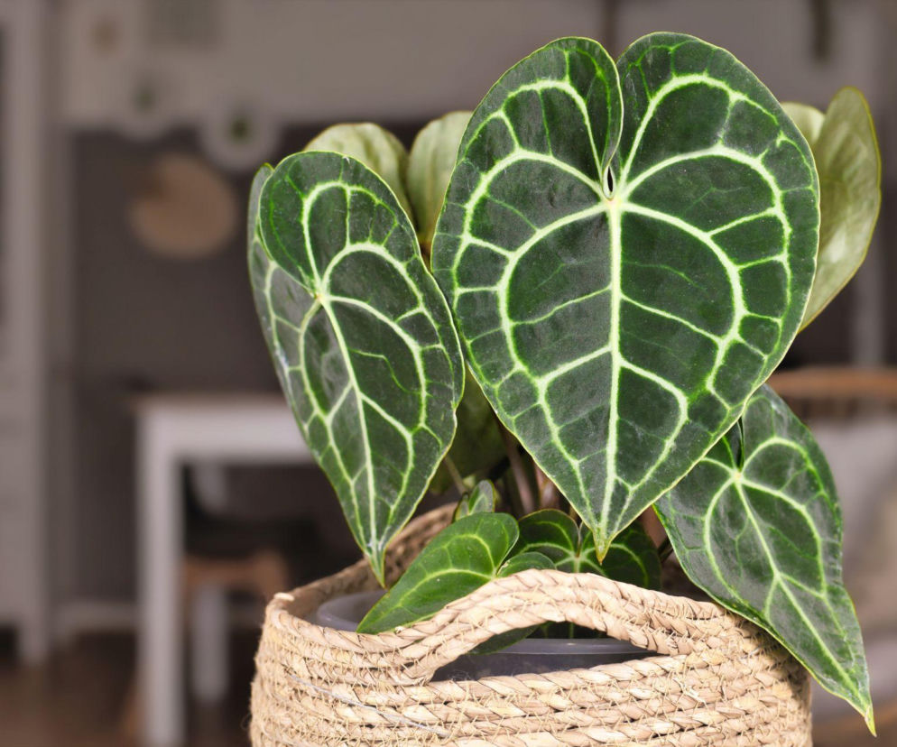 Anthurium clarinervium: egzotyczna roślina, która odmieni twój dom!