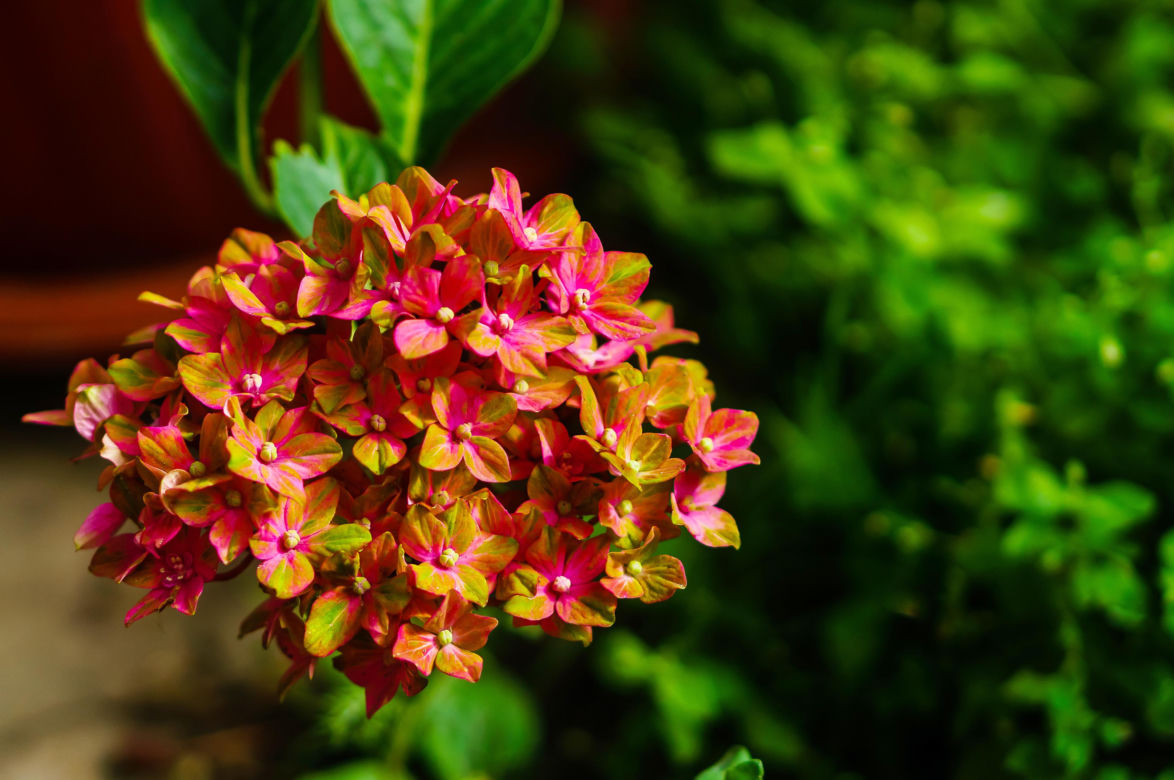 Hortensja ogrodowa (Hydrangea macrophylla) 
