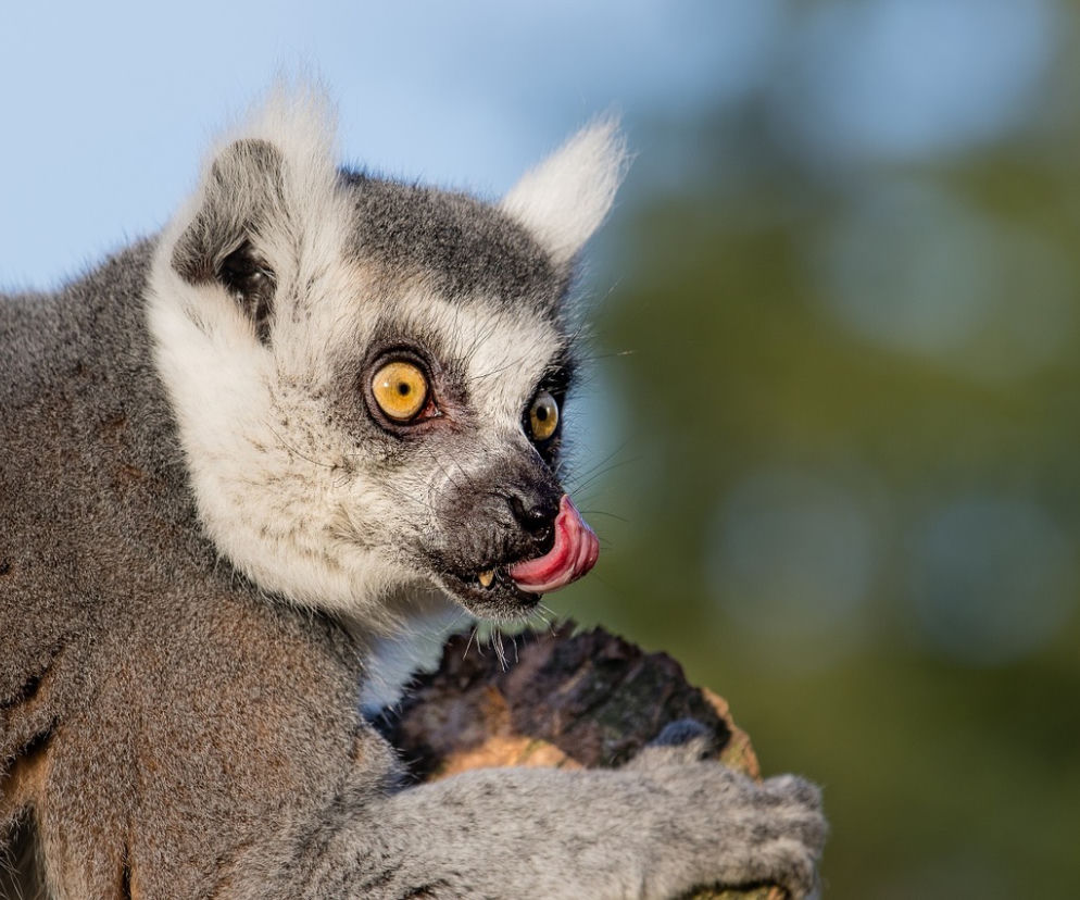 Akcja łódzkiego zoo. Pieniądze wspomogą zwierzęta w czasie epidemii, bilety do wykorzystania do końca roku