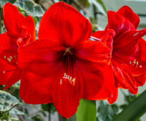 Tak możesz rozmnożyć swoje hippeastrum!