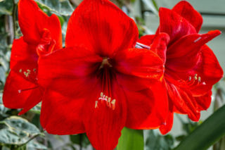 Tak możesz rozmnożyć swoje hippeastrum!