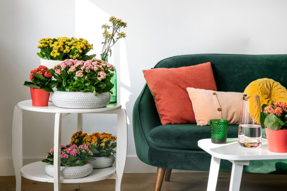 Kalanchoe w grupie