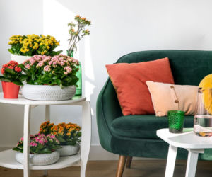 Kalanchoe w grupie