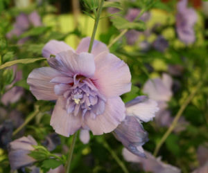 Ketmia syryjska 'Blue Chiffon'