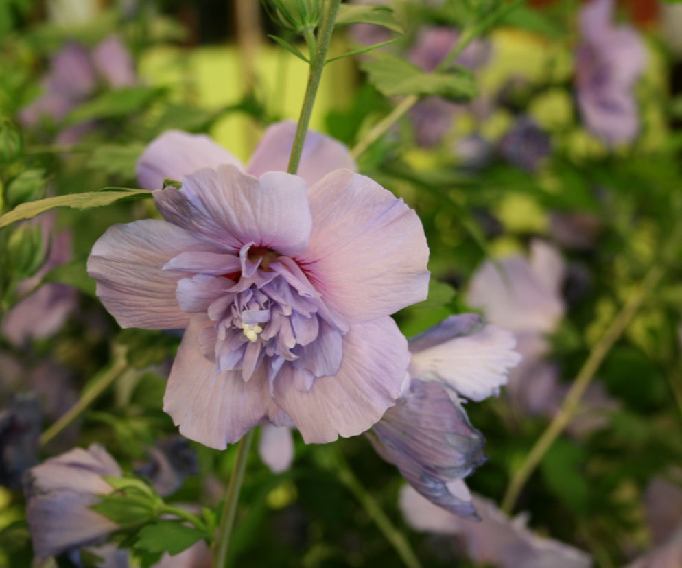 Ketmia syryjska 'Blue Chiffon'