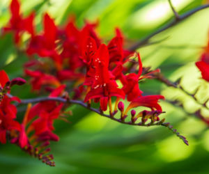 Krokosmia 'Lucifer'