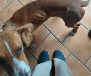 Zaniedbany pies w mieszkaniu. Wolontariusze przejmują opiekę