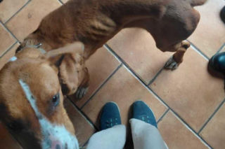 Zaniedbany pies w mieszkaniu. Wolontariusze przejmują opiekę