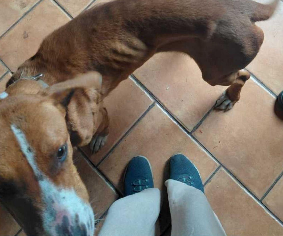 Zaniedbany pies w mieszkaniu. Wolontariusze przejmują opiekę