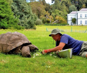 Najstarszy żółw świata nie żyje! Jonatan miał 193 lata