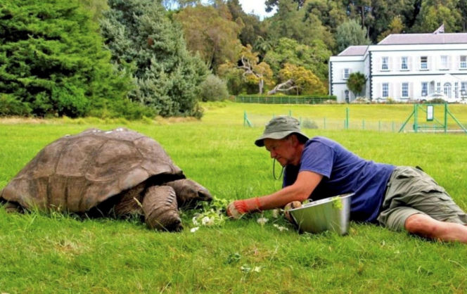 Najstarszy żółw świata nie żyje! Jonatan miał 193 lata