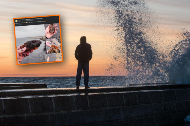 Poszedł nad Bałtyk i znalazł coś niezwykłego. Kształt wprawia w osłupienie