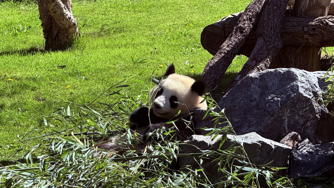 Pandy ZOO Berlin