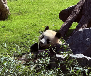 Pandy ZOO Berlin