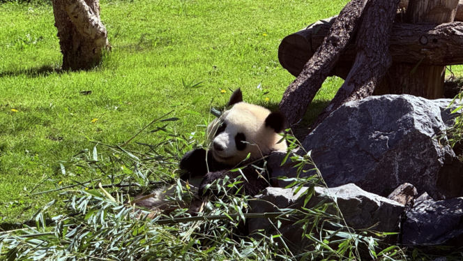 Pandy ZOO Berlin